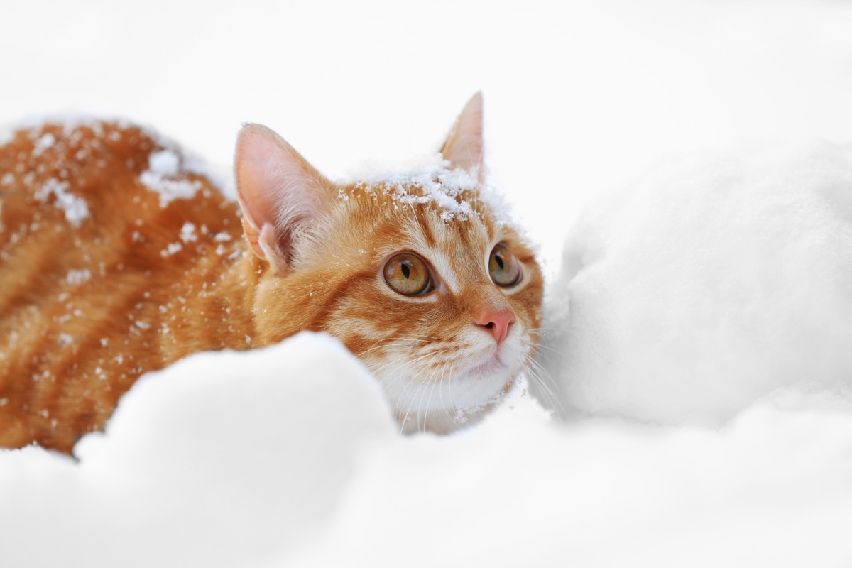 Cat in snow funny pet stories