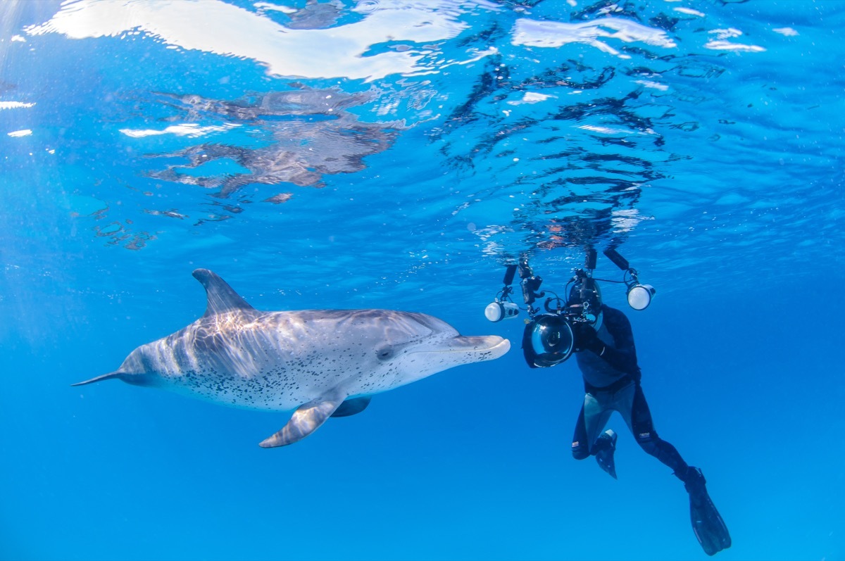 A Diver Taking a Photo of a Dolphin Dolphin Photos