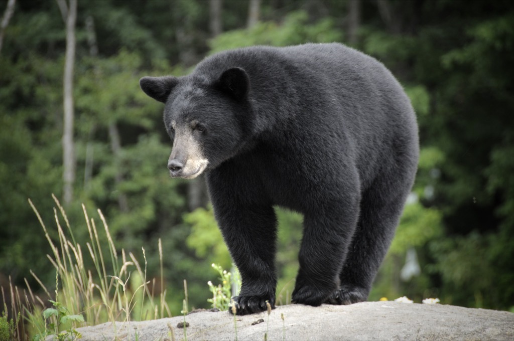 Black bear eats ice cream crazy news 2018