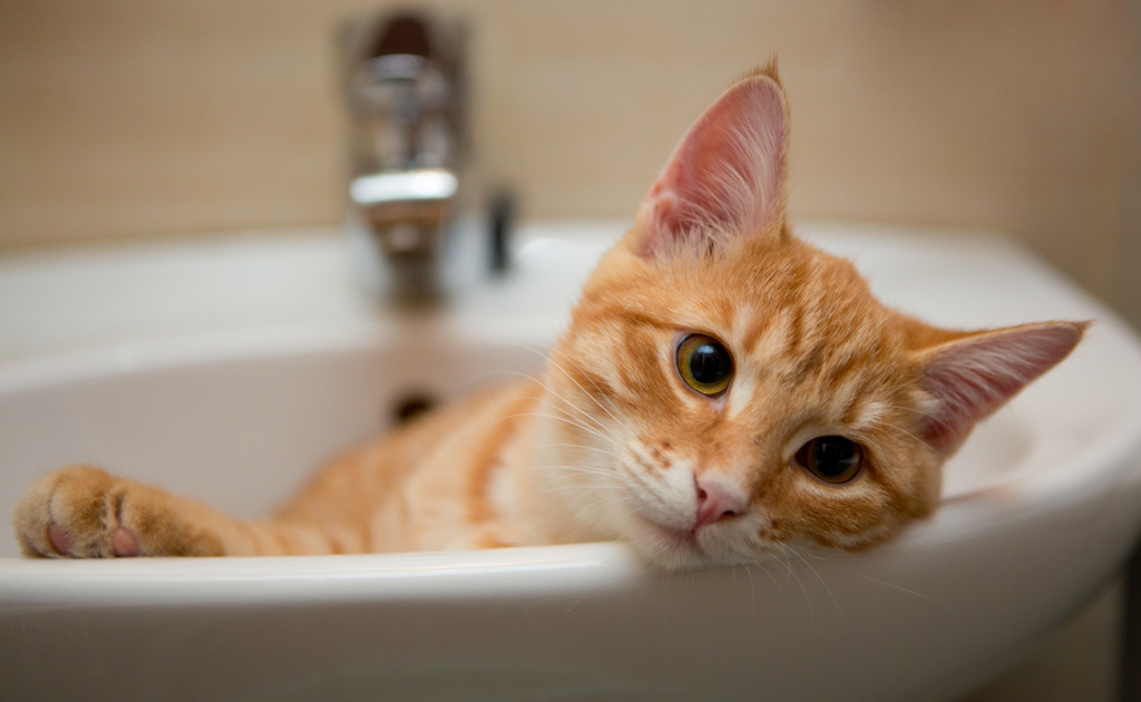 tabby cat in sink