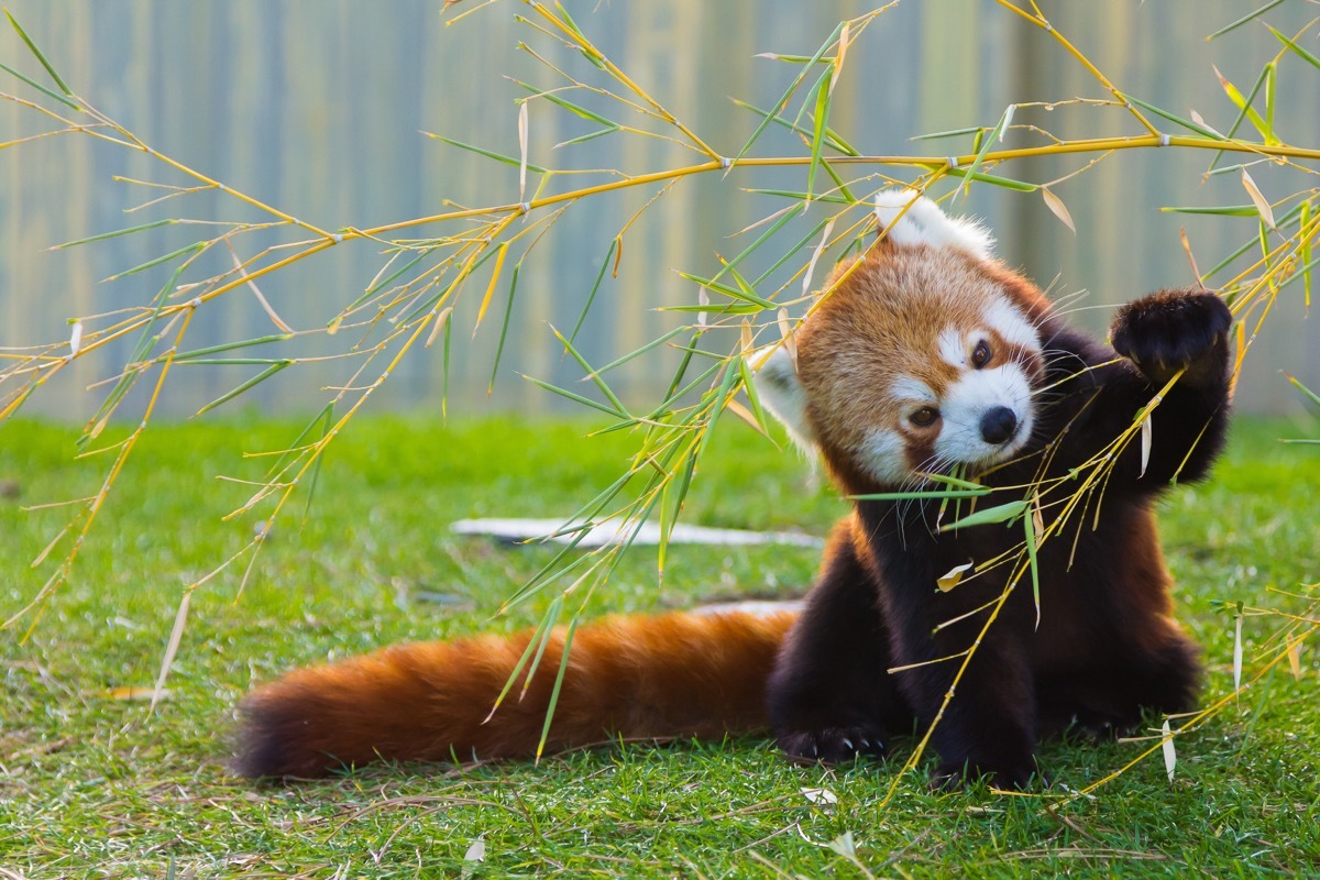 red panda