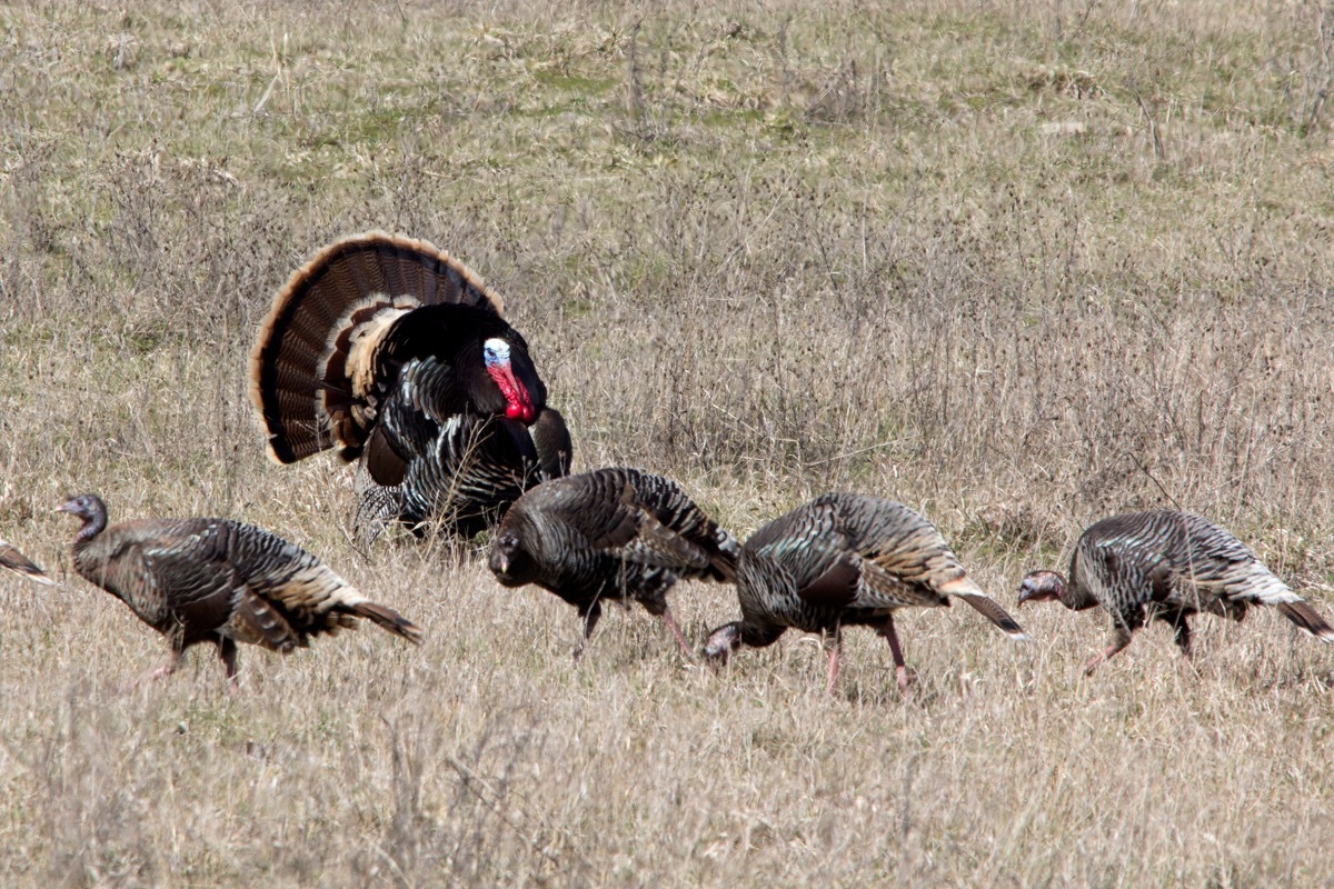 turkey and hens