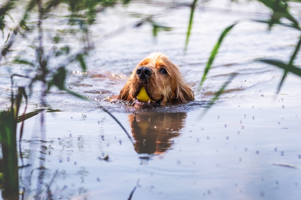 english cocker spaniel ball