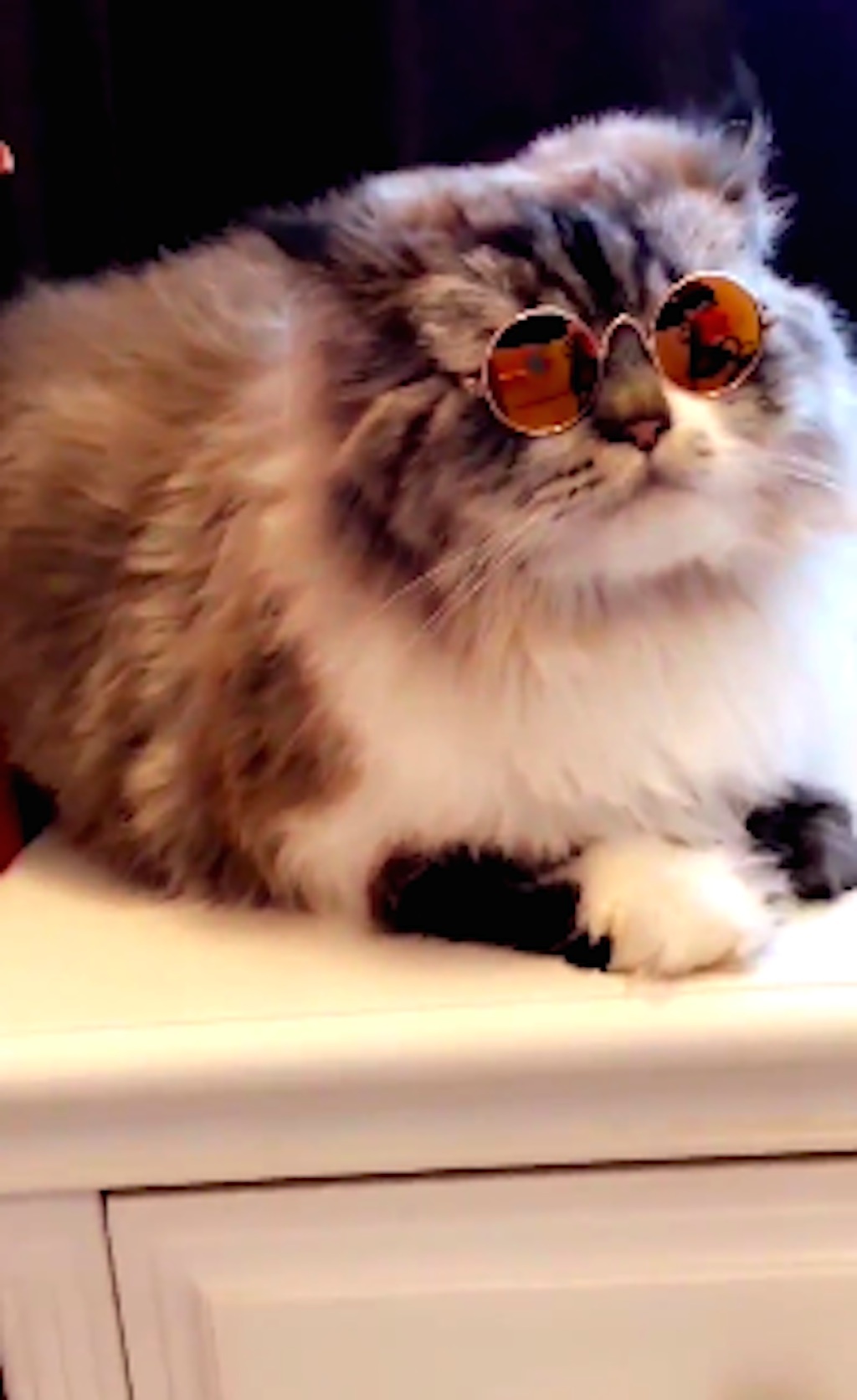 cool cat