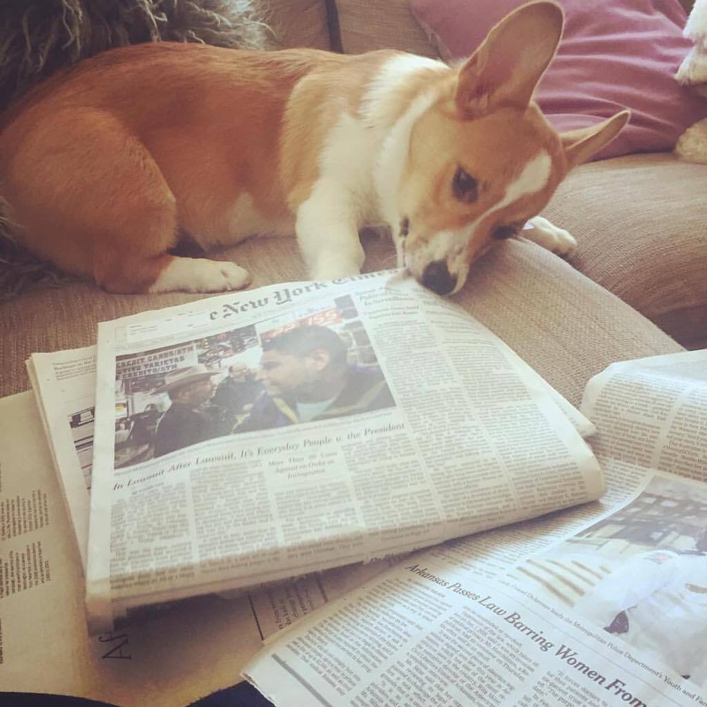 sherlock the corgi versus the newspaper