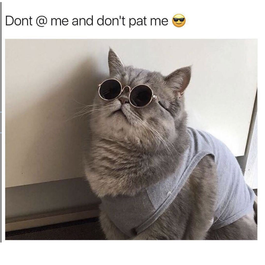 No petting cat memes