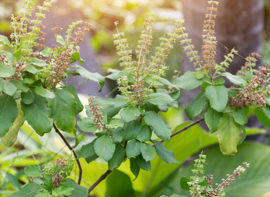 Holy basil adaptogen