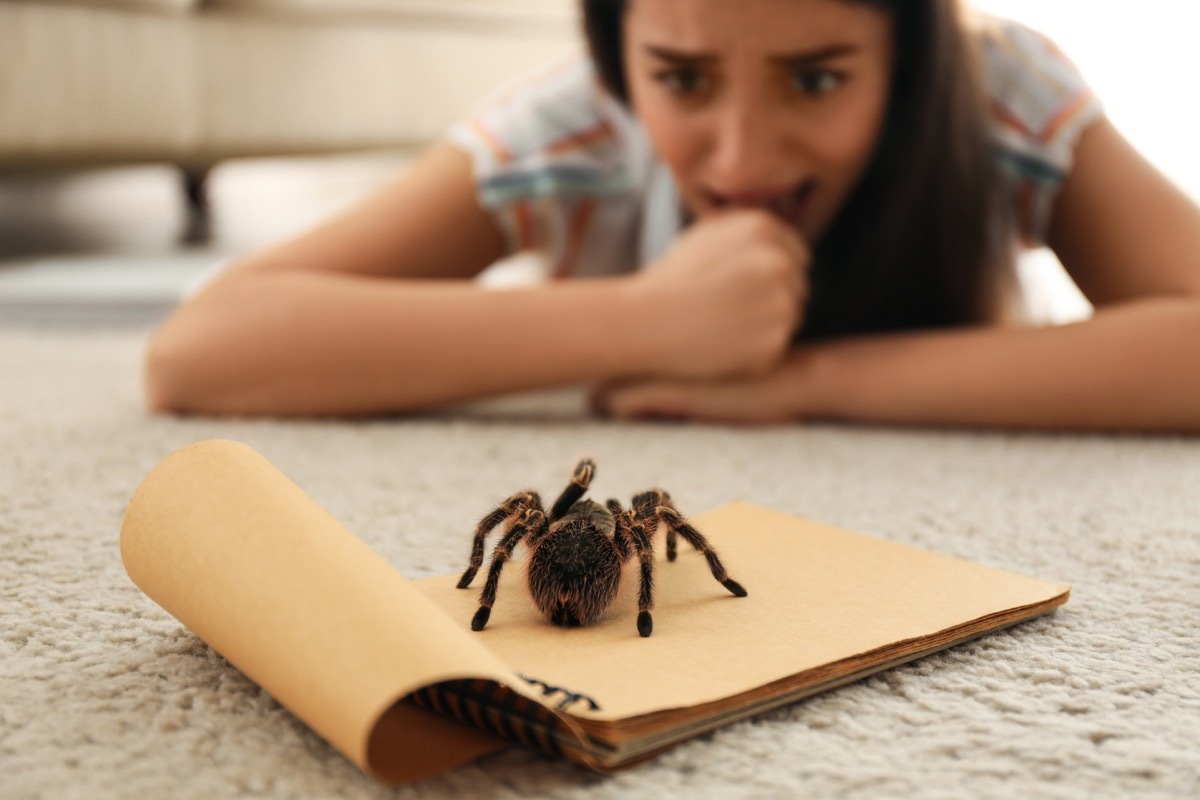 Young woman and tarantula on carpet. Arachnophobia (fear of spiders)