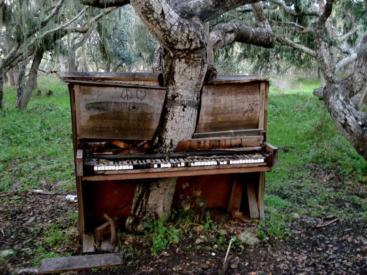 13. Old Piano Tree [California]