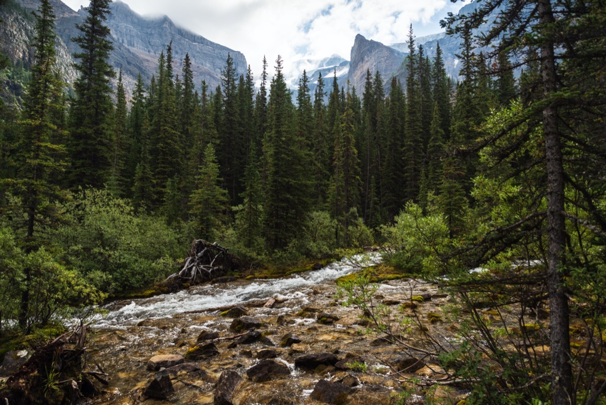 Forest in Alberta Canada