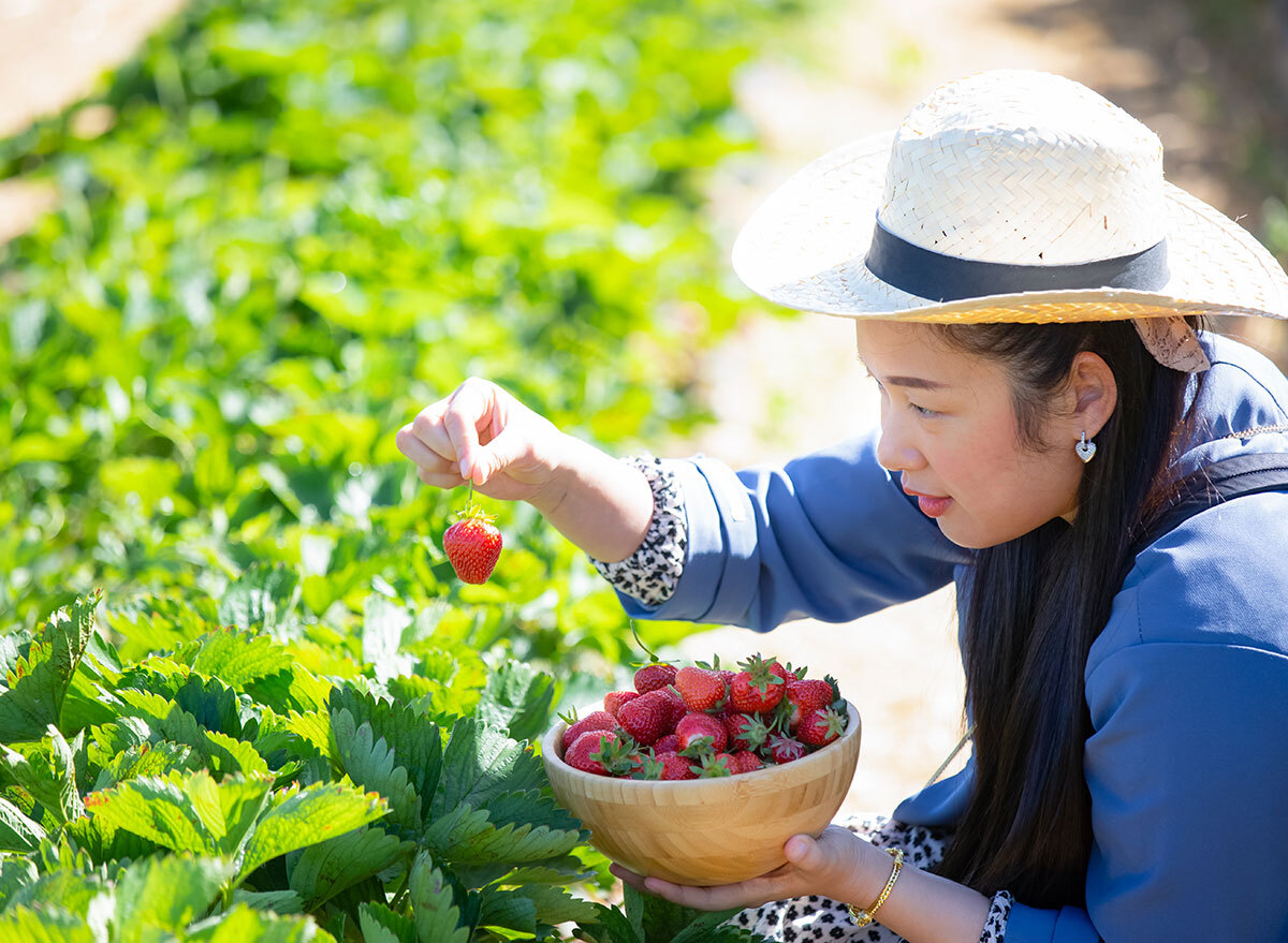 picking strawberries