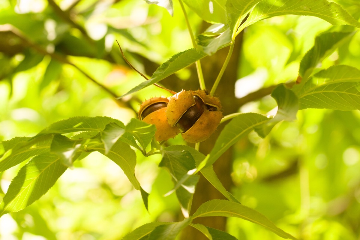 Ohio buckeye tree and nut