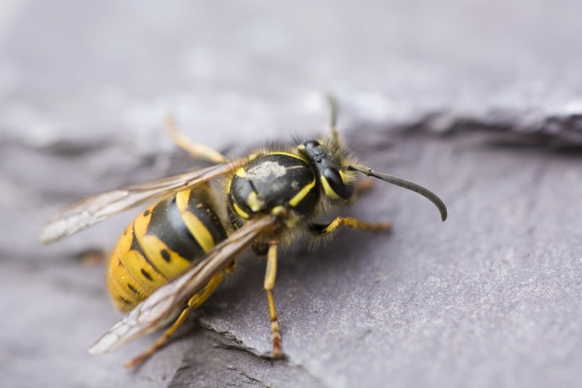 Vespa Vulgaris crawling over a piece of slate on a spring morning. Macro shot with shallow depth of focus