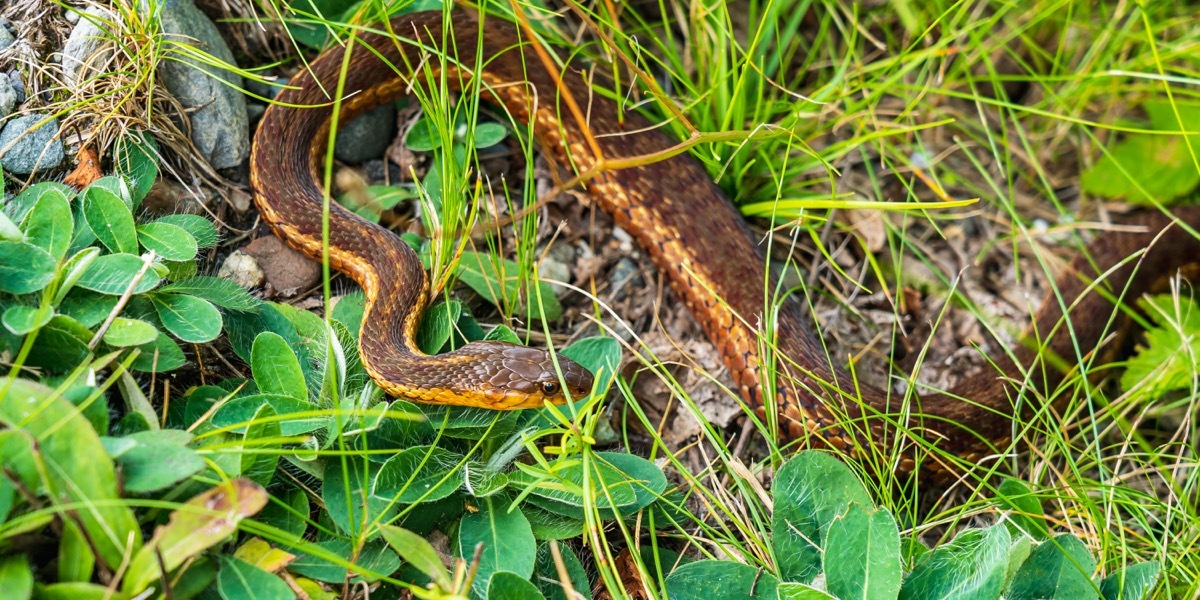 Snake in tall grass