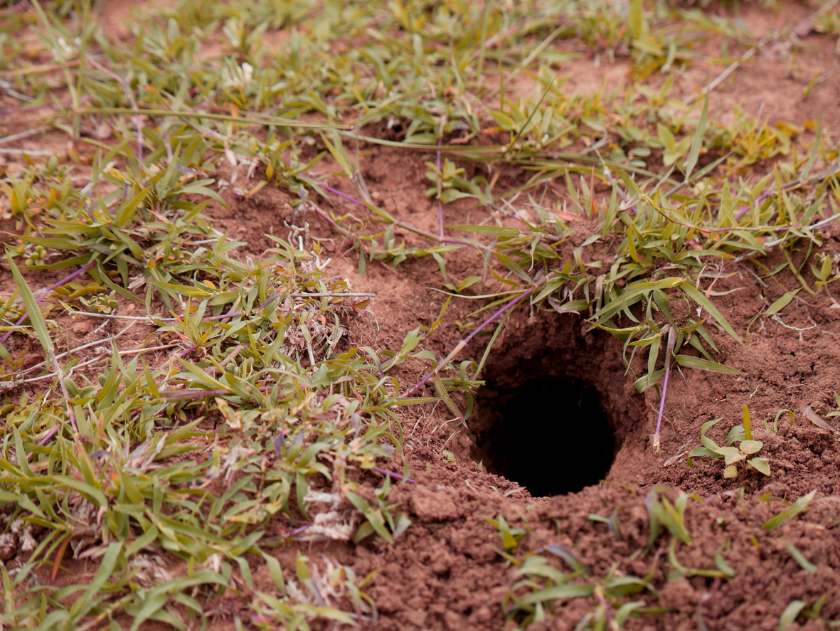 Close up of a snake hole in a patch of dirt