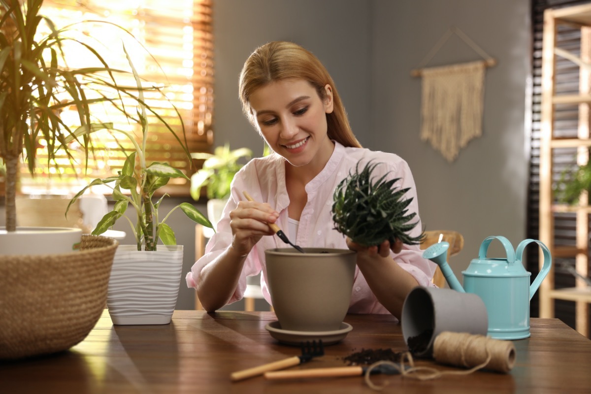 Young woman potting succulent plant at home