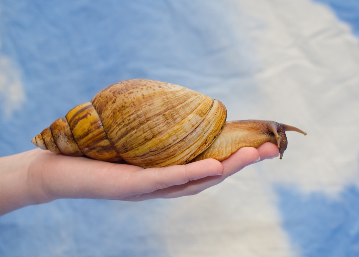 giant african land snail in florida, hard state facts