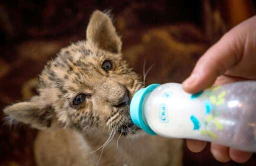 Image result for white tiger russian cubs