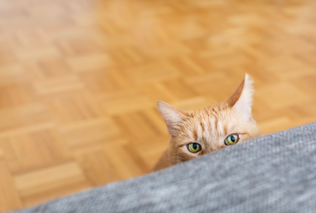 orange cat looking at gray couch