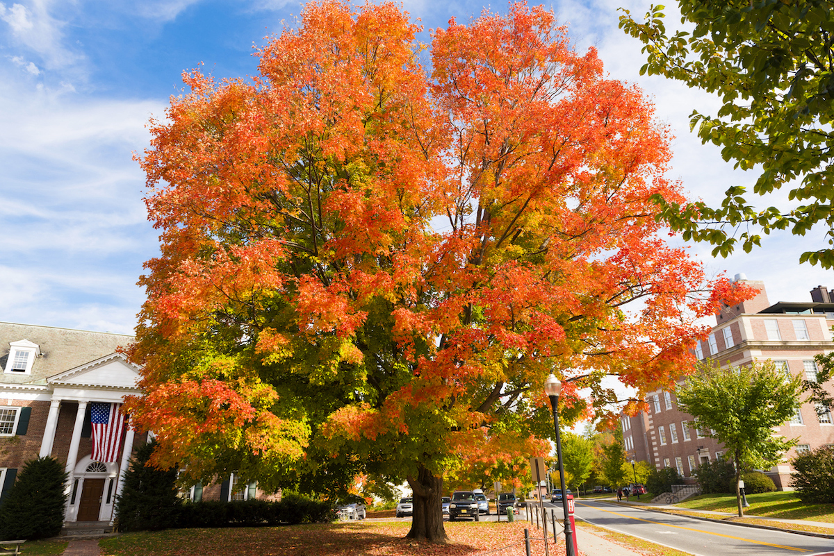 A large tree in the fall with bright orange leaves in historic downtown Hanover, New Hampshire