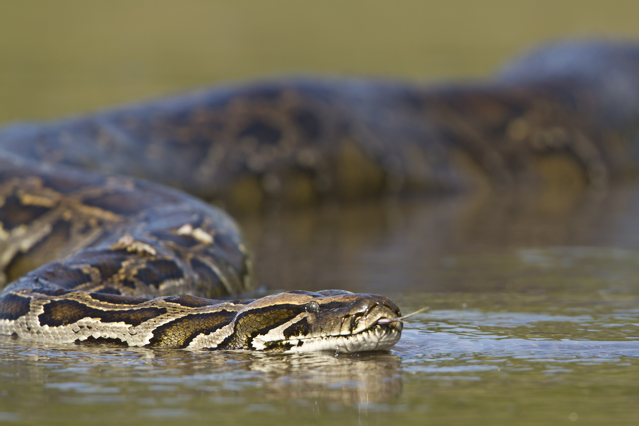 A Burmese python swimming through water