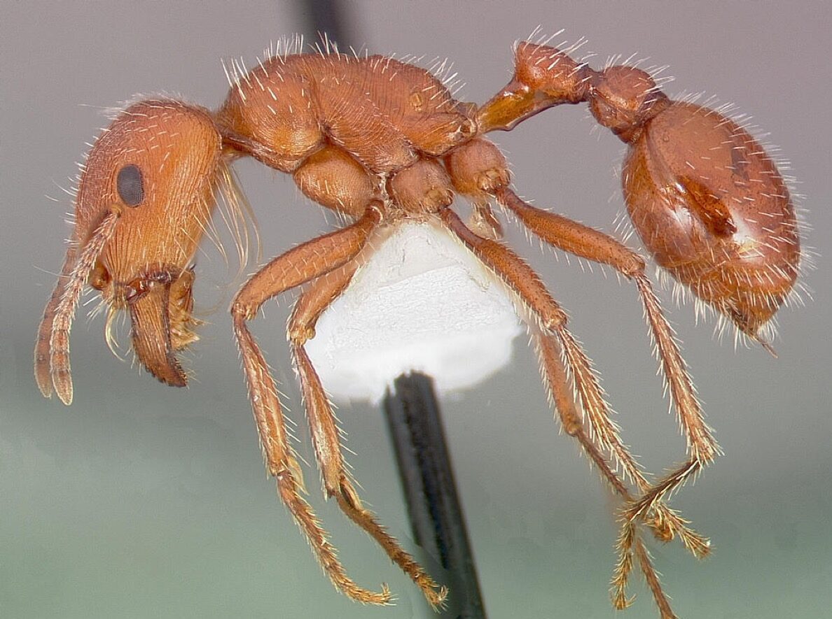 maricopa harvester ant dangerous bugs in america