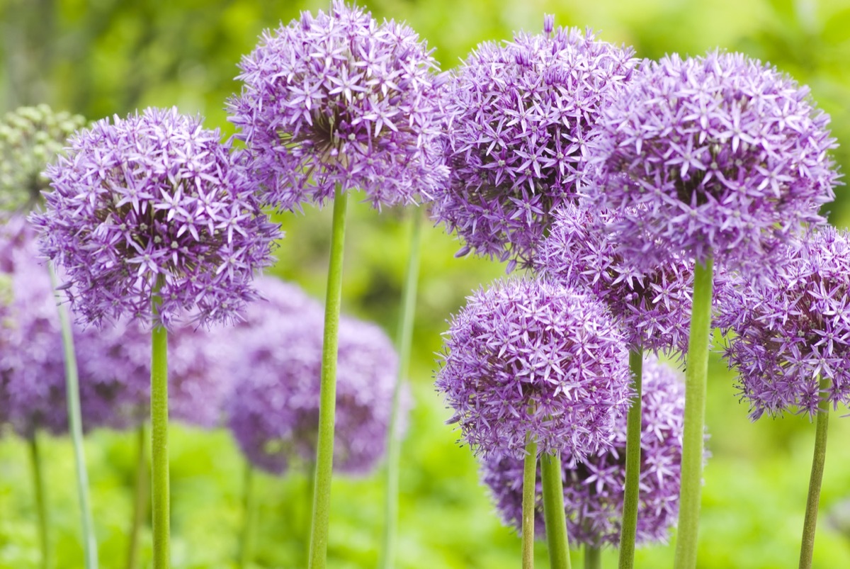 allium flowers in a garden