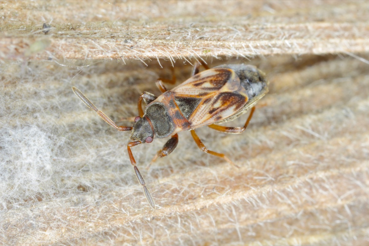 Elm seed bug