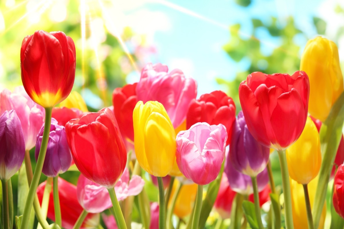 tulips in a field