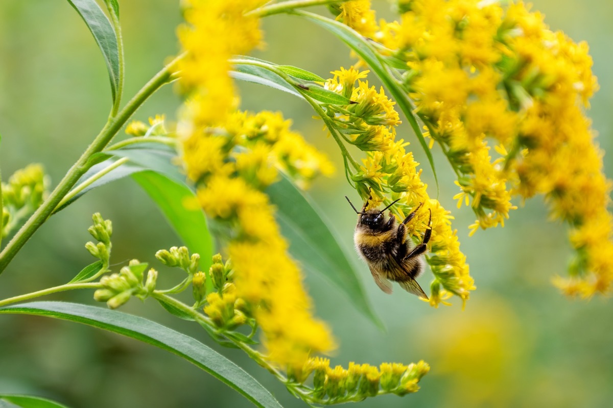 Bee Pollinating Flowers