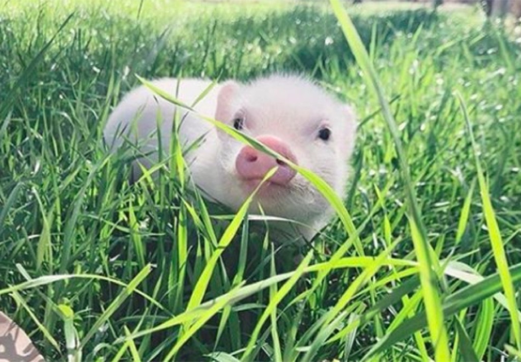 Baby pigs born at the Maryland State Fair