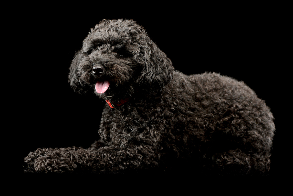 Lagotto