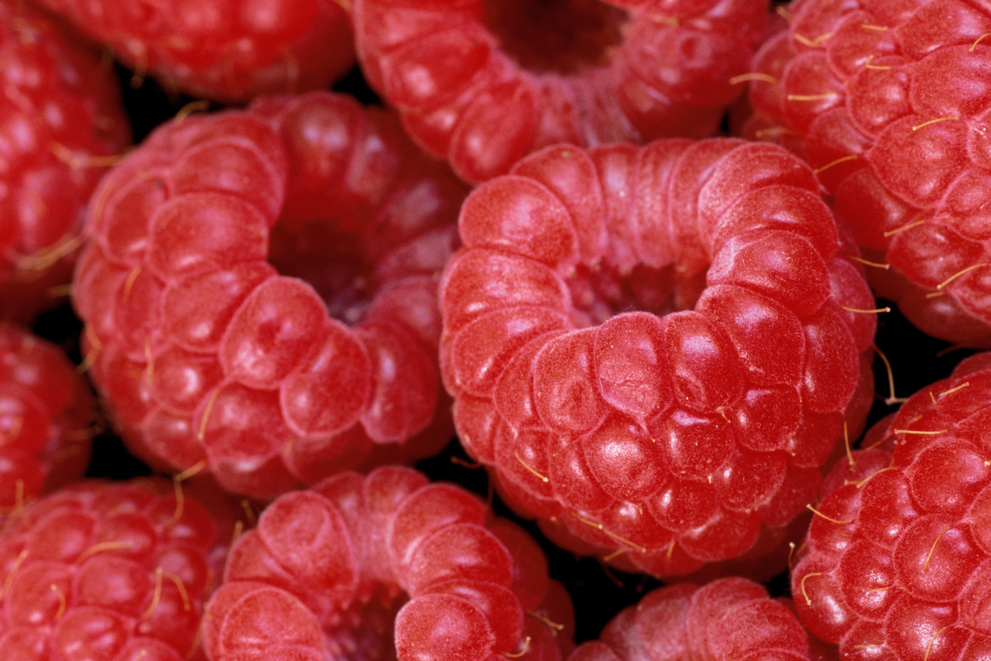 Raspberry - Top 10 Fat-Burning Foods