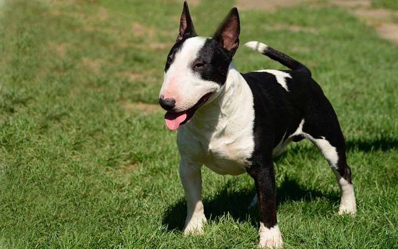 Bull Terrier | 9 of The Best Family Friendly Dog Breeds | Her Beauty