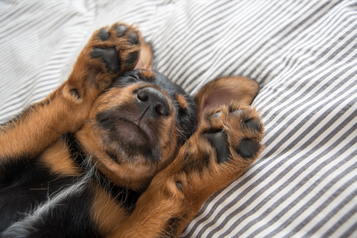 rottweiler mix puppy falls asleep with paws over face photos of snoozing dogs