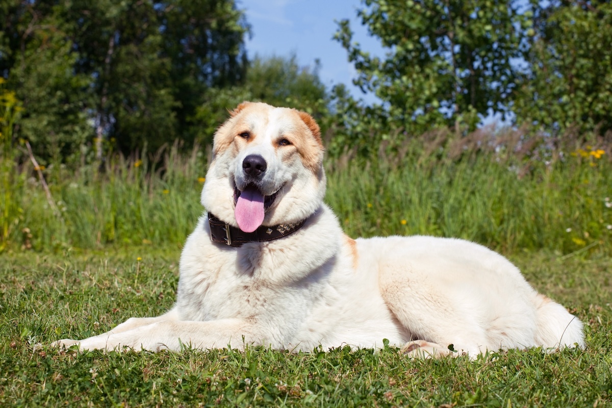 Central Asian Shepherd Dog Laying on the grass