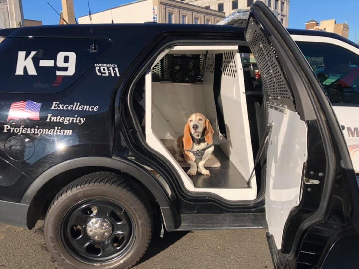 Baxter Connecticut adorable police animals