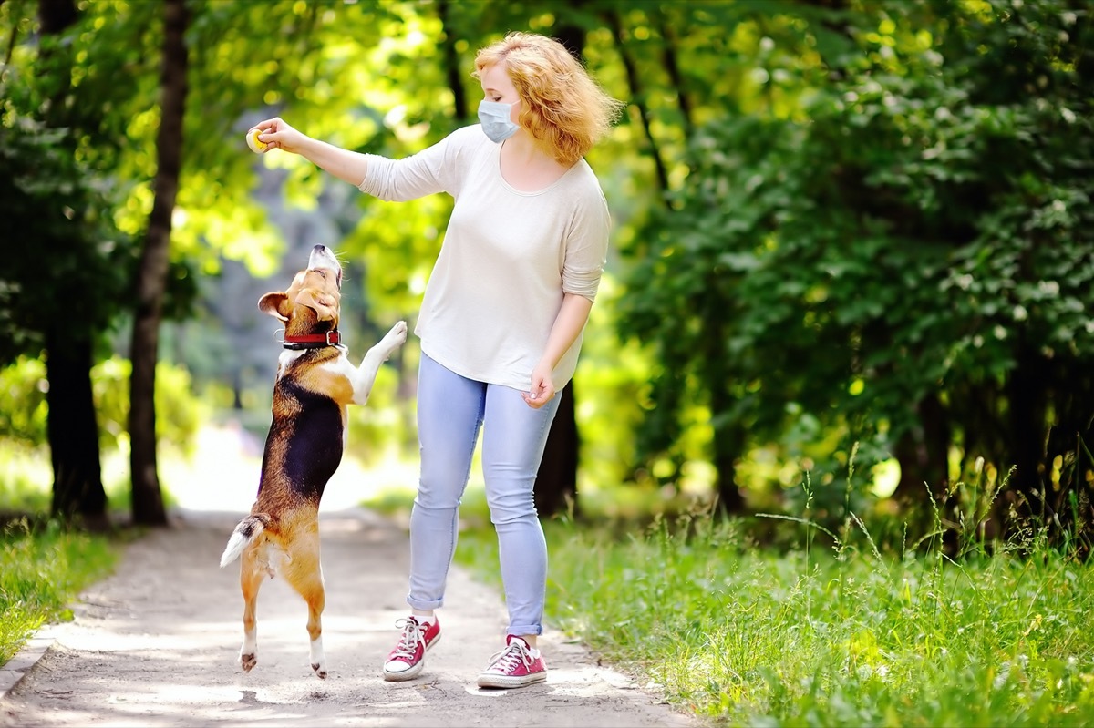 woman wearing disposable medical face mask playing with Beagle dog in the park