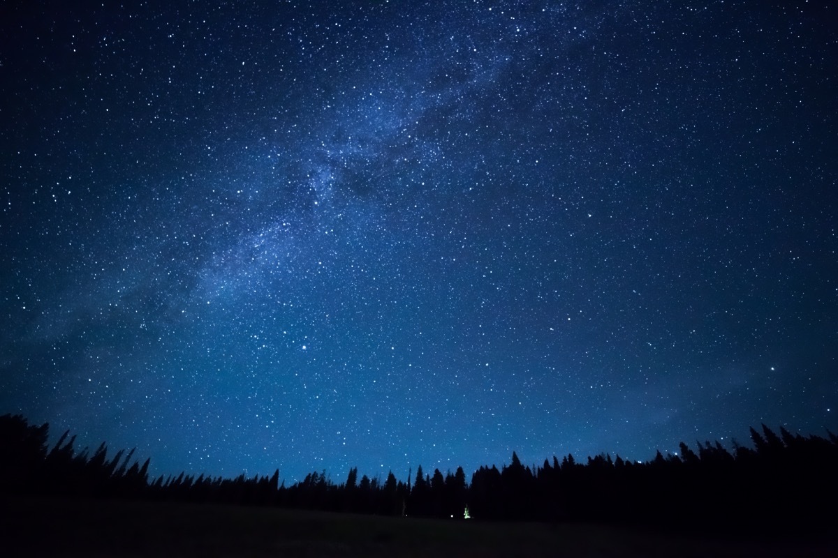 night sky over trees