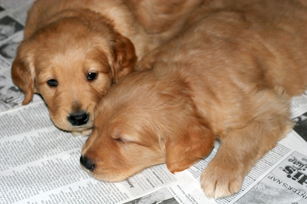 golden retriever puppies sleeping on top of newspapers