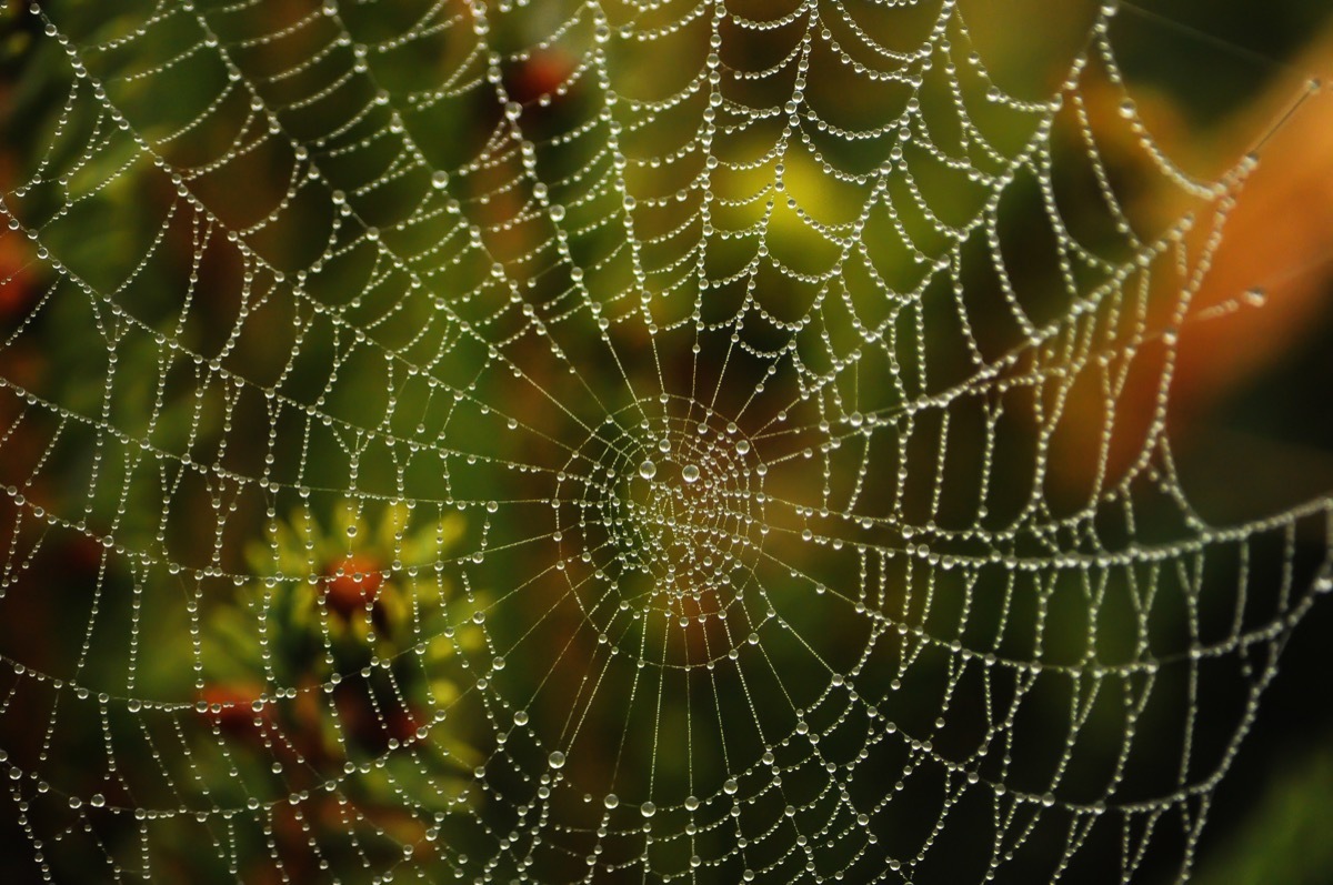 spider web