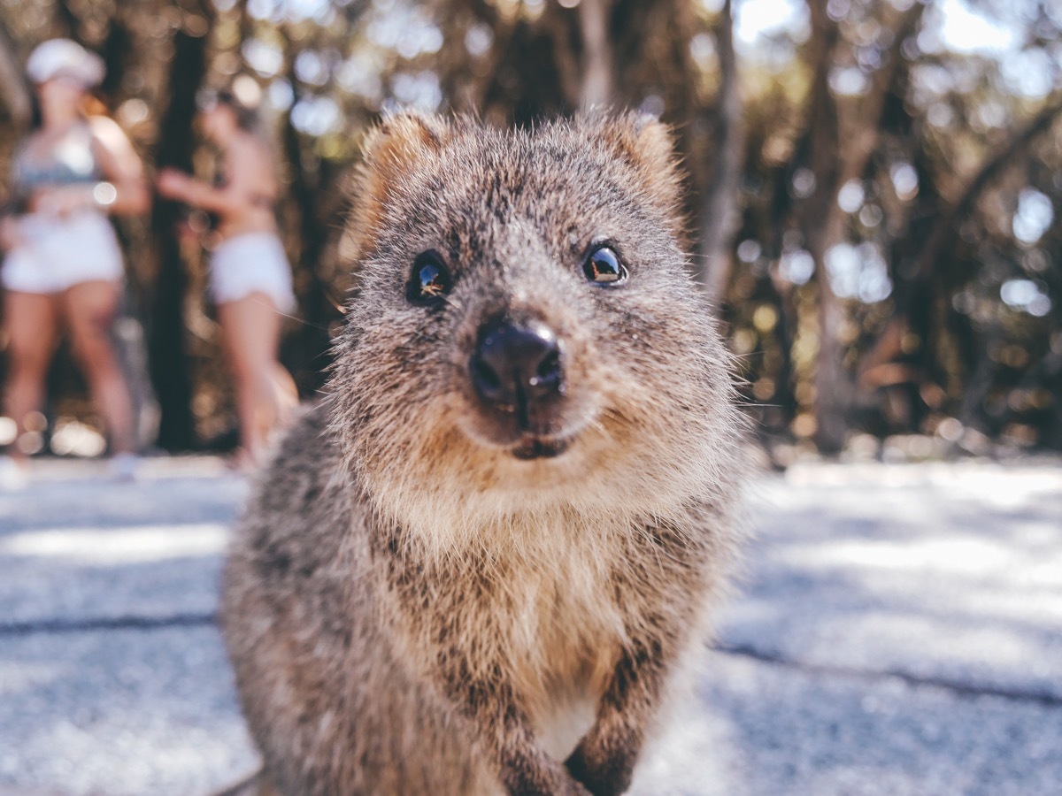 smiling quokka 