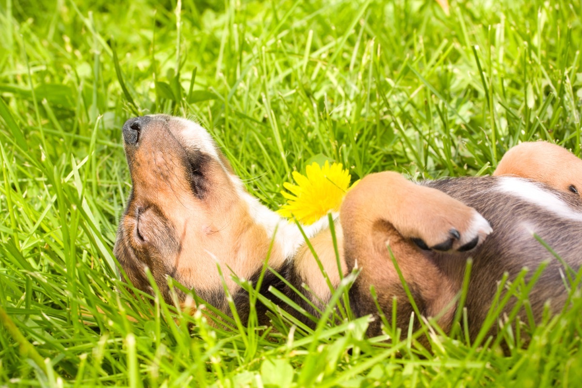 puppy falls asleep on the grass photos of snoozing dogs