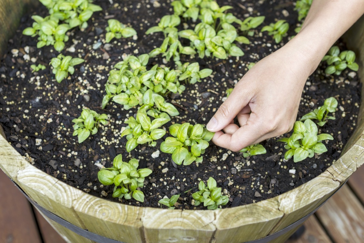 white hand planting inside an old barrel