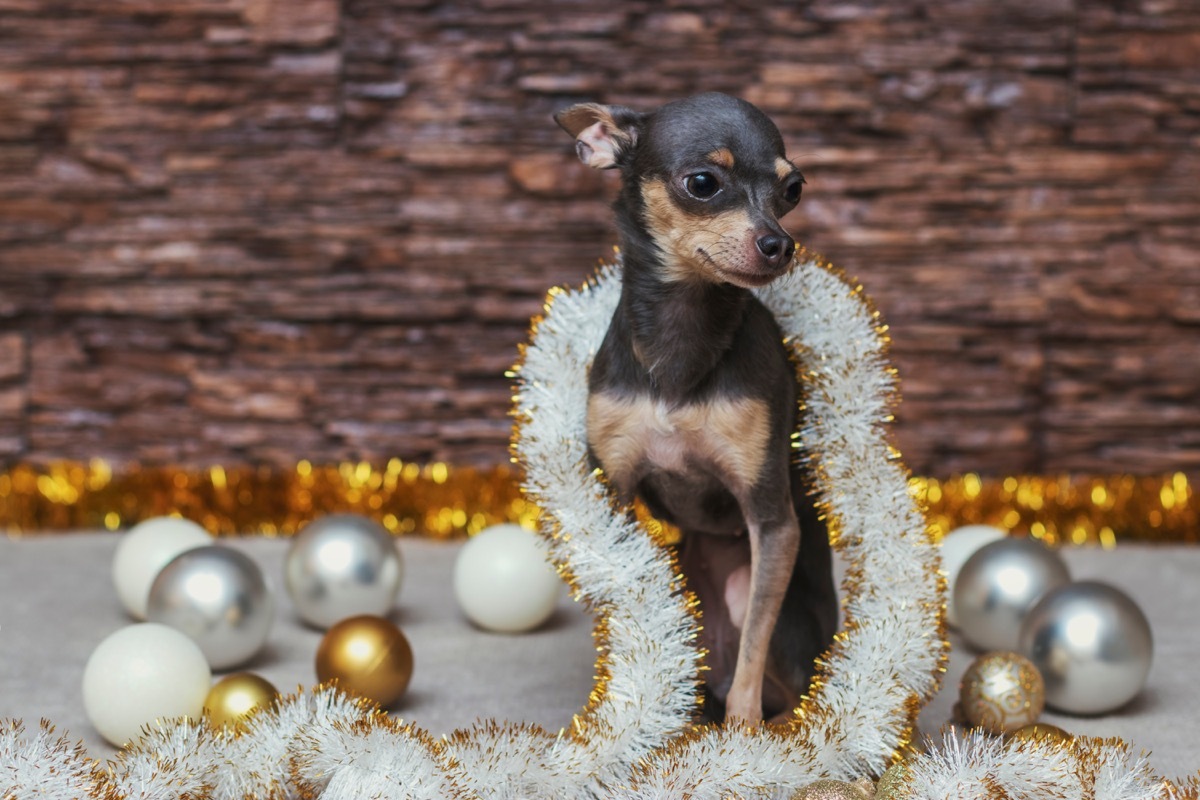 small dog in tinsel and christmas balls