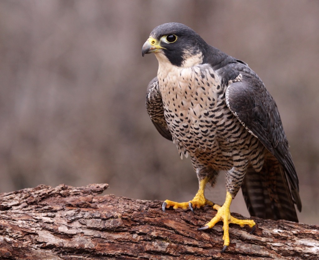 Peregrine falcon