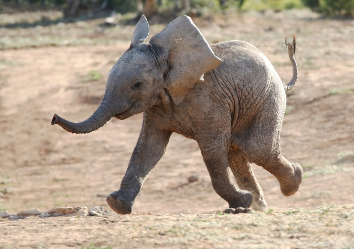 baby african elephant running to waterhole, elephant jokes