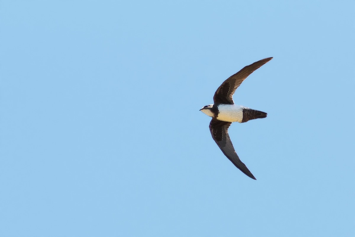 Alpine Swift flying {How Do Animals Stay Warm}