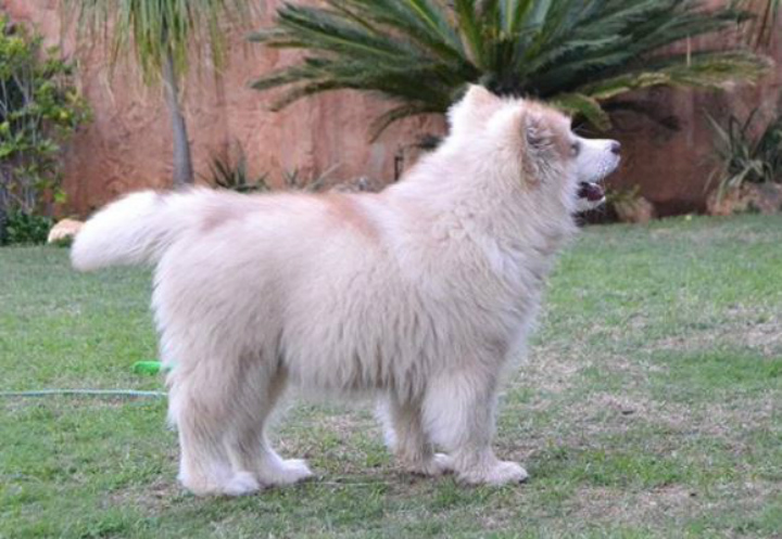 Tydus the Dog - alaskan malamute Adopt a Pet