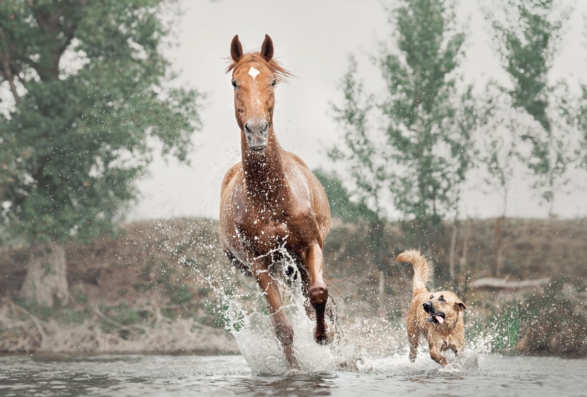 dog and a horse running in the water together